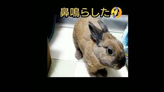 うさぎの鳴き声🐰くぅ♀ #shorts