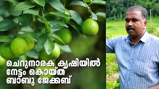 ചെറുനാരക കൃഷിയിലെ മലയാളി വിജയം -ബാബു ജേക്കബ്  I Lemon Medows Pala