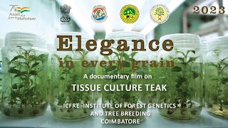 Elegance in every grain - Tissue Culture Teak