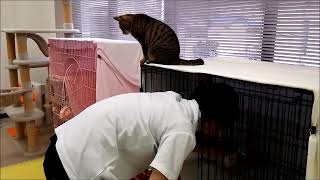 動物飼育実習授業風景 猫部屋｜動物専門学校 トリマー 動物看護師 アクアリウム 動物のお仕事