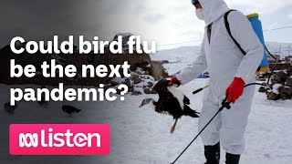 Could bird flu be the next pandemic? | ABC News Daily podcast