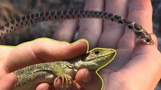 Herping in Spain (RARE snakes, lizards and BLANUS!) 🇪🇸