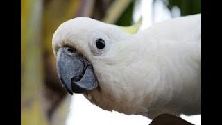 A Funny and Cute Cockatoo Parrot Compilation -  Bird funny Videos