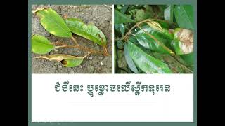 ជំងឺឆេះ ឬខ្លោចស្លឹកទុរន|Anthracnose disease on leave durian