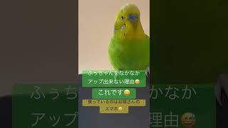 アップ出来ない理由はコレ#セキセイインコ#モノマネ#セキセイインコのいる暮らし#セルフネイル#手乗り#癒し#インコの病気#birds#birdlovers#SHEIN#100均#インコの日常