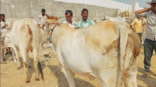 దేవరకద్ర సంతలో తొలిసూడి సూడి ఆవు రేటెంత | Devarakadra cow market | cow videos