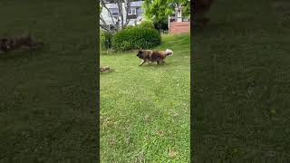 Leonberger vicious attack