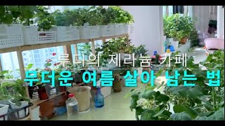 루디에 제라 카페 3 (이중 화분으로 여름 살아 볼까..? )