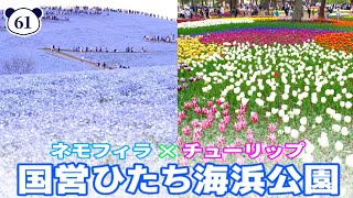 【茨城】満開のネモフィラとチューリップ『国営ひたち海浜公園』Hitachi Seaside Park - JAPAN VLOG