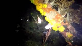 Japanese Wreck   Night Version   Freediver HD--OrcaTorch D500