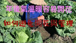 種高麗菜（雪翠二號）包菜气温上升容易出现开花问题，如何避免防范