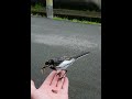 雛にエサを運ぶハクセキレイ　white wagtail　трясогузка　鶺鴒　セキレイ