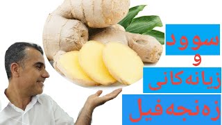 زەنجەفیل#ginger #سوودەکانی#زیانەکانی.