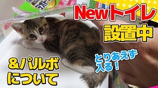 【猫】パルボ検査結果のお知らせと新しいトイレに興味津々の子猫たま：15日目【Kitten】