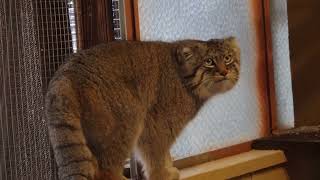 ロータスくんの明日はマヌルロックだぜ～！の舞　　マヌルネコ　埼玉県こども動物自然公園にて　2022年2月19日　 00337