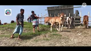 Cow unloading, cow videos,cow video,big cow,goru hamba cow,Gabtoli,Paragram[Ep -31](Kurbani Eid2022)