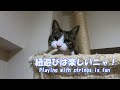 The cat playing with the string is cute. I have had it with me many times.【Rescued cat】