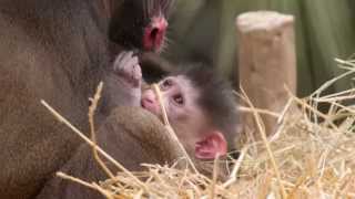 New Mandrill Baby at the Houston Zoo!