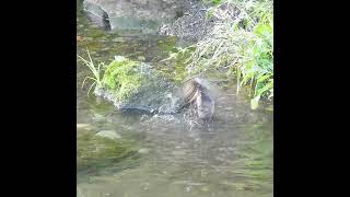 野鳥撮影【ヒヨドリの水浴び】スローで観察