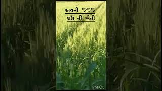 ઘઉંની ખેતી#ખેડૂત #farming #ખેડૂત પુત્ર