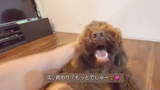 【犬のvlog】パパとラブラブな朝