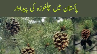 Chilgoza production in Pakistan  |  پاکستان میں چلغوزہ کی پیداوار