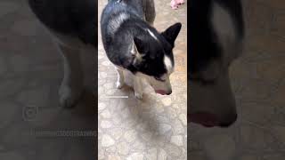 A sneeze and a Husky Chat - #brookefagel #dogshorts #husky #doggo #puppy #dog #dogs