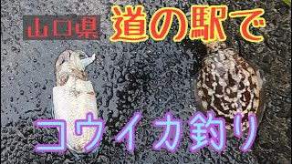 山口県　道の駅で釣り　コウイカ　釣れました　雨の中やって良かった