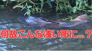 野川公園で何処こんな浅瀬に…？【ひーちゃんチャンネル🐢】#自然観察ぶらり散歩 #shorts #癒し #可愛い #野鳥 #アウトドア #野川