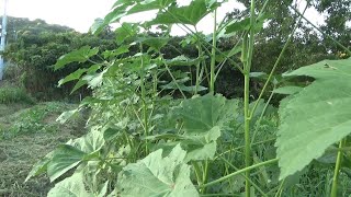 【自然農】2024年8月31日 地ばいきゅうり順調・水茄子復活か？【natural farming】