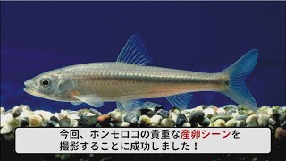 カラスがホンモロコを食べる！？～烏丸半島におけるホンモロコの産卵とカラスによるホンモロコ捕食映像～