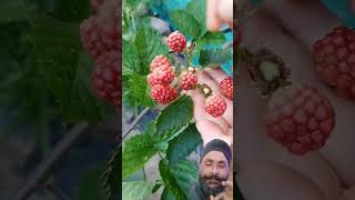 ਅੱਜ ਦੇ ਸਮੇਂ ਕਿੱਥੇ ਆ। #anti #super #산딸기 #food #agriculture