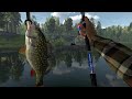 fishing planet perch bully monster lesni vila