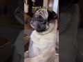 メリハリがすごい…ドンのパグ走り👍🏻笑 パグのいる家 pug 癒し