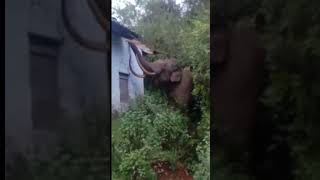 wild elephant / hathi ne toda Ghar