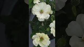 라넌큘러스 헬리오스 Ranunculus 'Rax Helios'