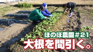 ほのぼ農園#21 大根を間引くよ！【畑初心者】