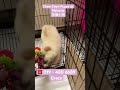 019 480 6689 grace. chow chow puppy @ malaysia｜松狮小狗. puppyforsale chowchowpuppy chowchow 松狮