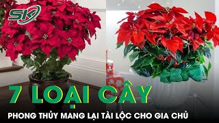 7 Loại Cây Phong Thủy Mang Lại Tài Lộc Ngày Tết Cho Gia Chủ | SKĐS