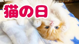 【2/22は猫の日】スコティッシュフォールドの子猫が家にやって来た日常動画まとめ / Cat's Day【Scottish fold】