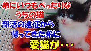 #73 弟にいつもべったり甘えん坊のうちの猫。部活の遠征から帰ってきた弟に愛猫が・・【猫のいい話】