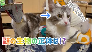 【メインクーン】の変装⁉️ #shorts