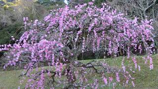 筑前山田梅林公園,2018・4K