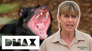 Tasmanian Devil Goes For His Annual Check Up | Crikey! It's The Irwins