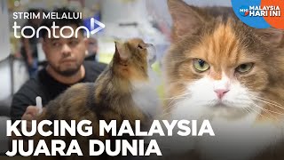 [CLIP] MHI (8 Jan 2025): Kucing Malaysia Juara Dunia | Tonton