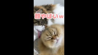 猫が猫にグルーミングしたら顔やばいｗ #Shorts【ノルウェージャンフォレストキャット】【ラガマフィン】cat