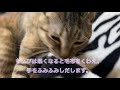 【猫枠】家族の一員 猫のちぃぴ紹介♪