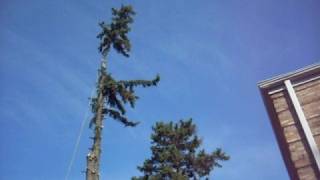 idiot neighbor cuts down tree