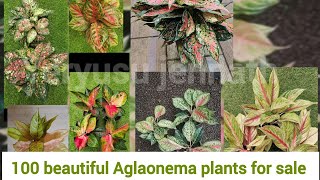 100 beautiful aglaonema and other varieties plants for sale/ aglaonema sale video / Yeryusu jennath