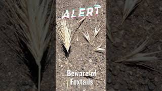 Beware of Foxtails